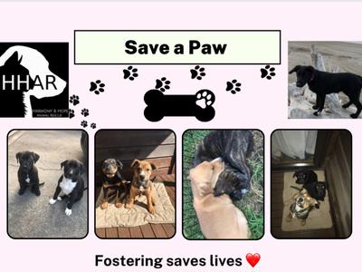 Save a Paw- to live & find a forever home