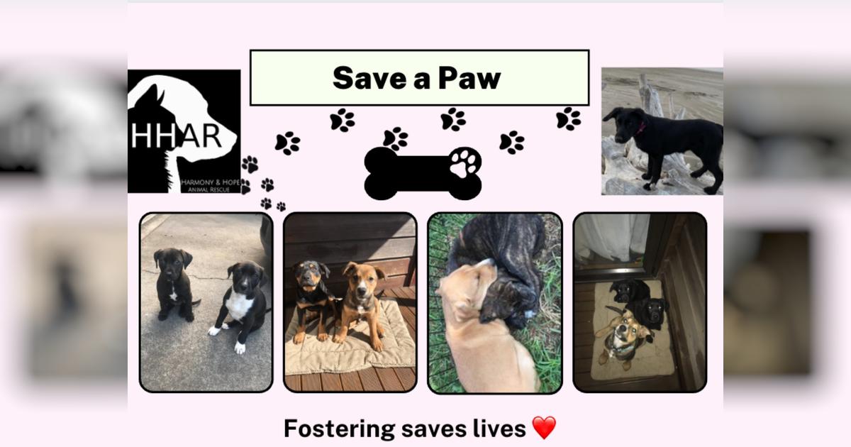 Save a Paw- to live & find a forever home - Givealittle