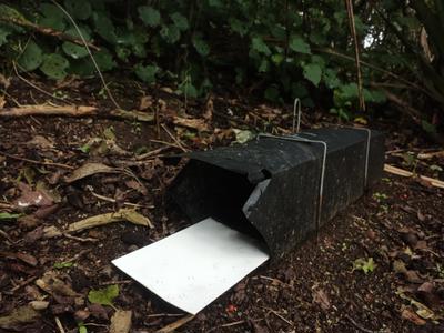 Help return Rotokare to mouse free status.