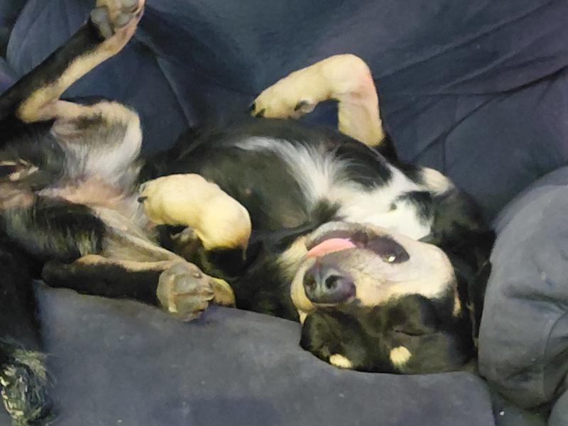 Help Save Phoebe’s Leg - Updates - Givealittle