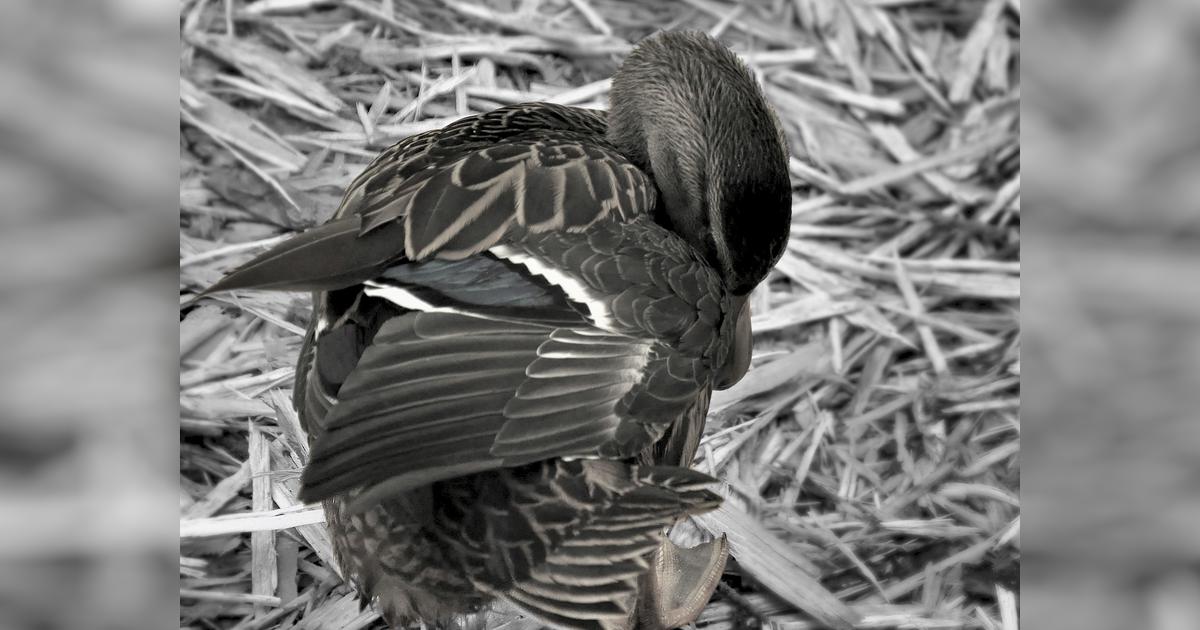 Uninhibited Ducks - Duck and Duckling Rescue - Givealittle