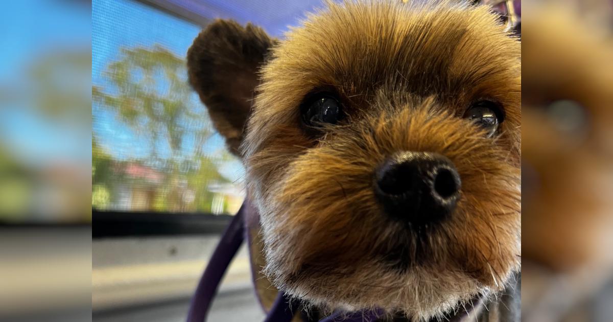 please-help-me-save-trinity-givealittle