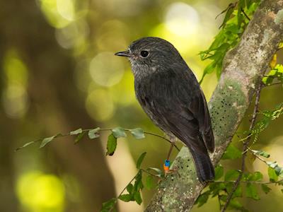 The Bream Head (Te Whara) Conservation Trust