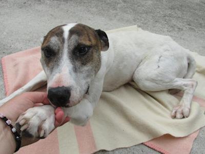 Pound Paws Rescue - Registered Charity, number CC60695