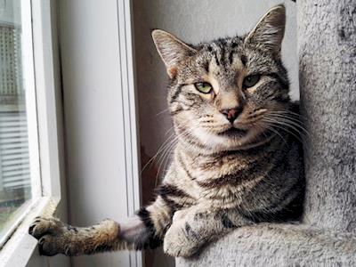 Help Shawn & Whiskers