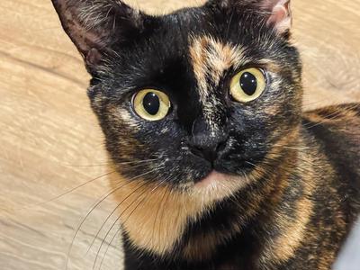 Running for Gutter Kitties