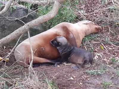 Tomahawk Smaills Beachcare Trust