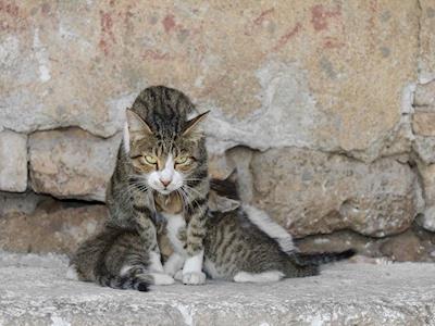 New Rescue Centre For Gutter Kitties Street Cat Rescues