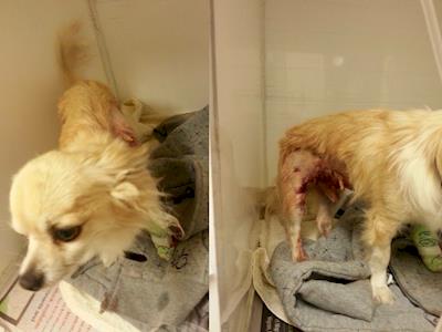 Help Turk's recovery