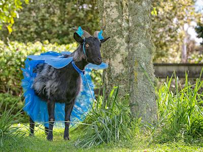 Walk For Wishes for Make A Wish NZ