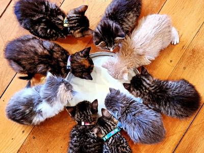 Fundraising for Māmā Mini's