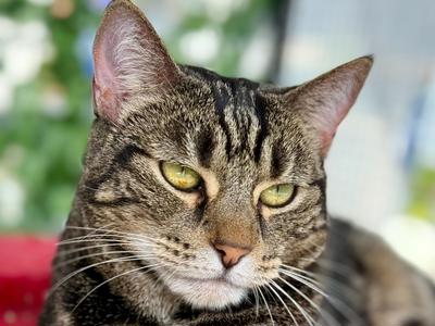 Help Martha Take Happy Little Steps Again!