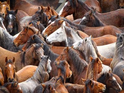 100 Wild Kaimanawa Horses. 100 Days. 100 Lives Saved.