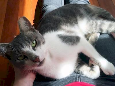 Buster needs all his teeth out!