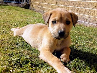 Skydive for saving hope