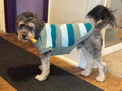 Bruno’s running challenge