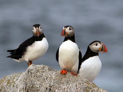 Fundraiser for Project Puffin