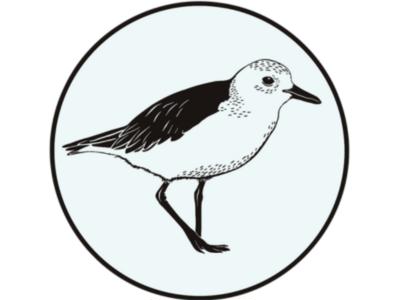 Tūturiwhatu / NZ dotterel