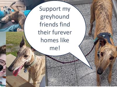 Bake Sale Fundraiser for Greyhounds as Pets