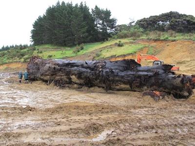 Northland Environmental Protection Society