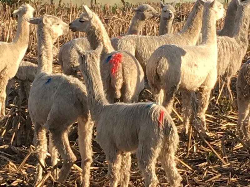 alpaca mountain rescue