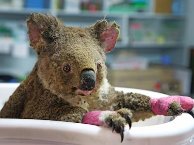 Cycling 3,000km to help the injured Australian wildlife in the recent bushfires