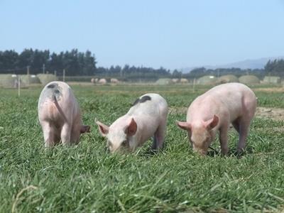 Buy Free Range Pork - Make a difference