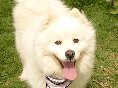 Ada the Samoyed