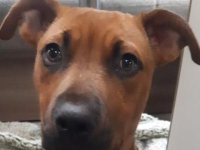 Puppy Needs Urgent Specialist Surgery