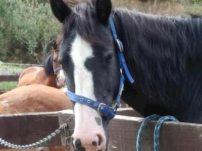 New Fencing for Whakatu RDA