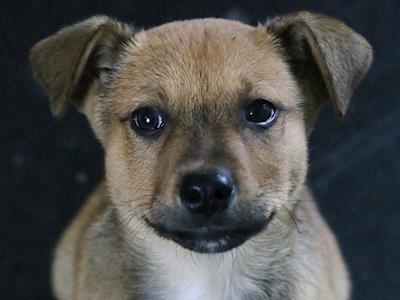 SOUND PROOF PUPPY AND DOG HOUSING