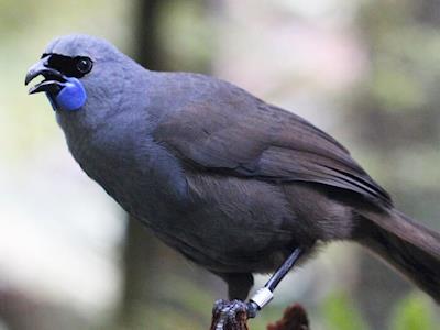 Our Native Birds Need You