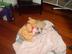 Zoey a sweet toy poodle needs treatment's avatar