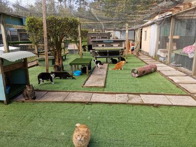 The NZ Cat Foundation: hope that one day each of them will have a loving home
