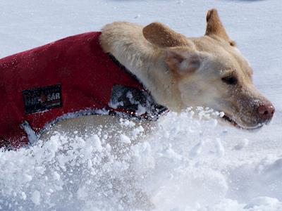 Team Zero Ducks - Raising funds for New Zealand Land Search & Rescue Dogs