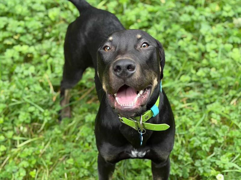 Help Howie - Updates - Givealittle