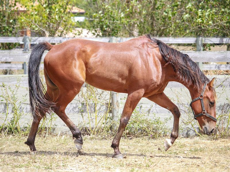 Raising funds to buy 20 horse covers for the winter season! Givealittle