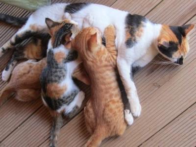 Coast to Coast Cat Rescue