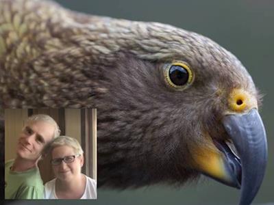Please help fund treatment for a sick kea, in memory of Sharlotte.