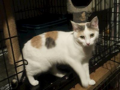 Brave Paws Animal Rescue (BPAR)- We need your Support