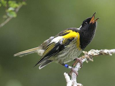Hihi Conservation and Ecology: helping save New Zealand's most colourful bird