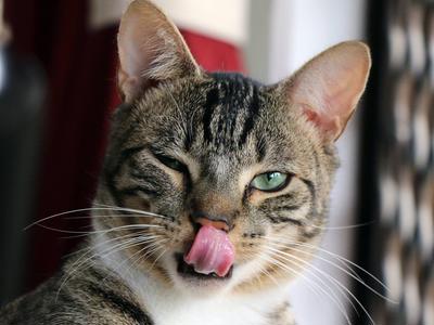 Couch to 8.4km - Round the Bays Run for the Kitties