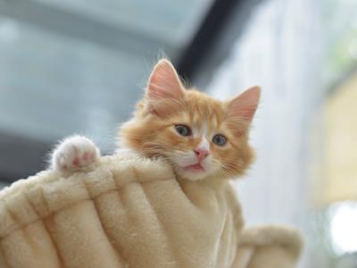 Kitten Inn Street Day Appeal 2017