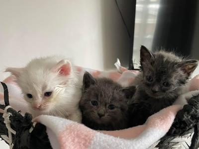 Donate for RRR Tauranga