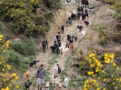 Down with Dogs Christmas Donation