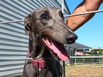 Emelia and Charlie's Annual Appeal Week Fundraiser