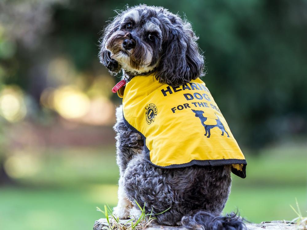 Hearing Dogs New Zealand Givealittle