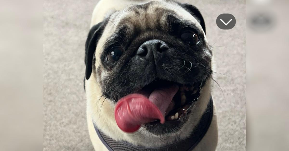 MAZY THE CRAZY TOOTHLESS PUG - Givealittle