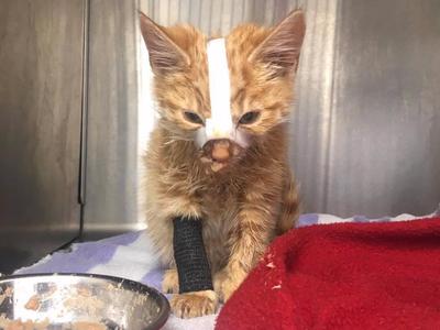 Help save kittens like Basil!