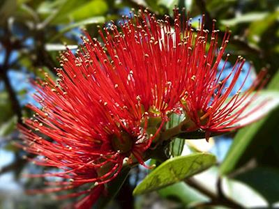Round the Bays for Hope